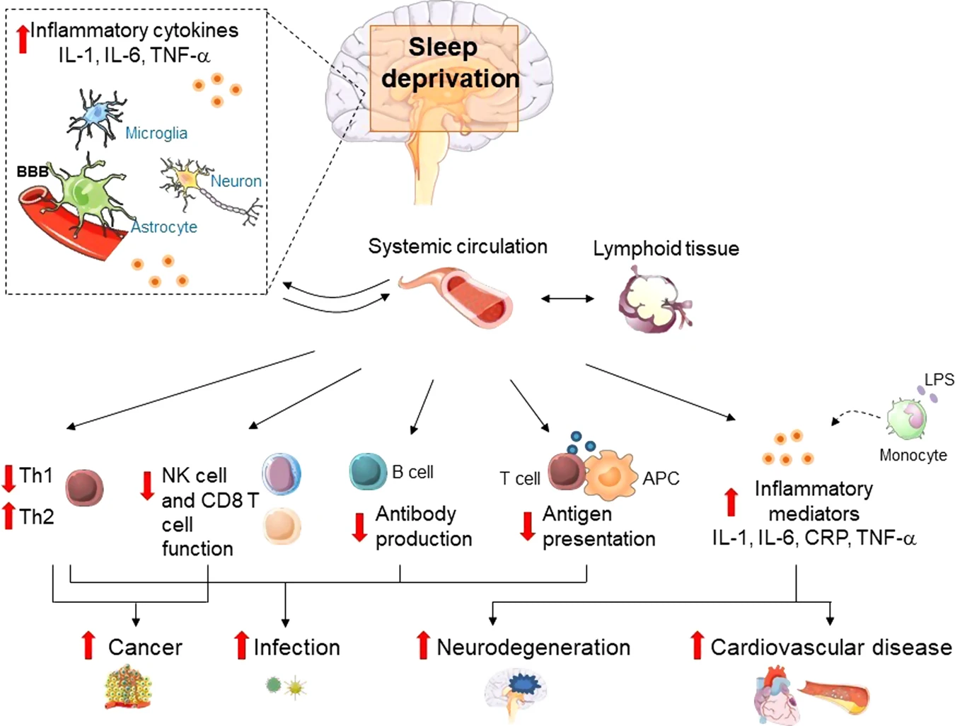 Immunsystem und Schlaf