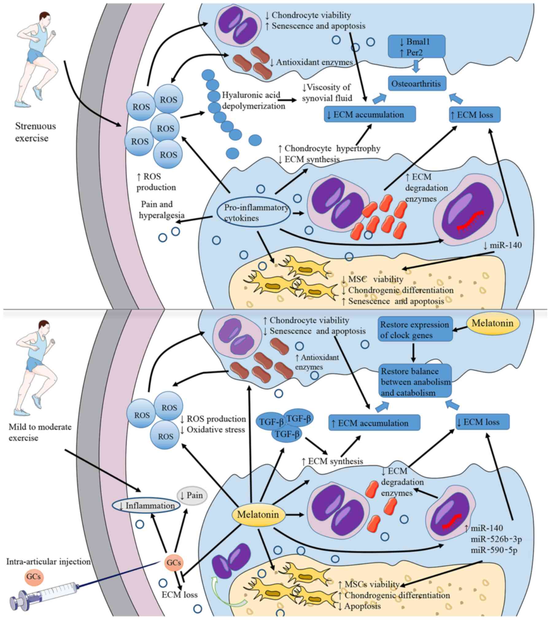 Melatonin Arthrose und Schmerz